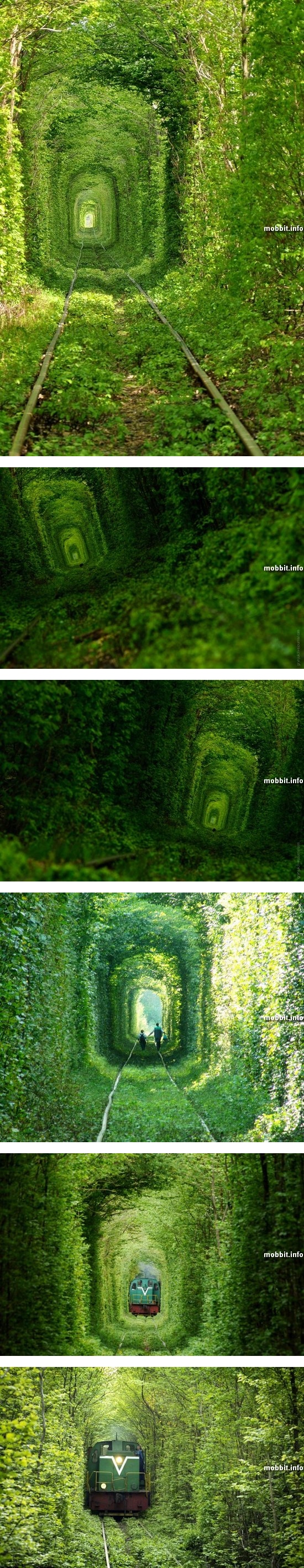 Чудеса рядом: зеленый тоннель любви